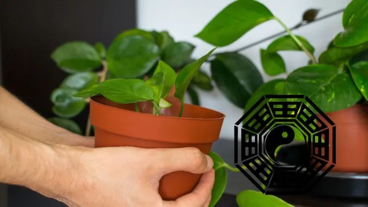 Qué significa poner una planta teléfono cerca de la ventana, según el Feng Shui