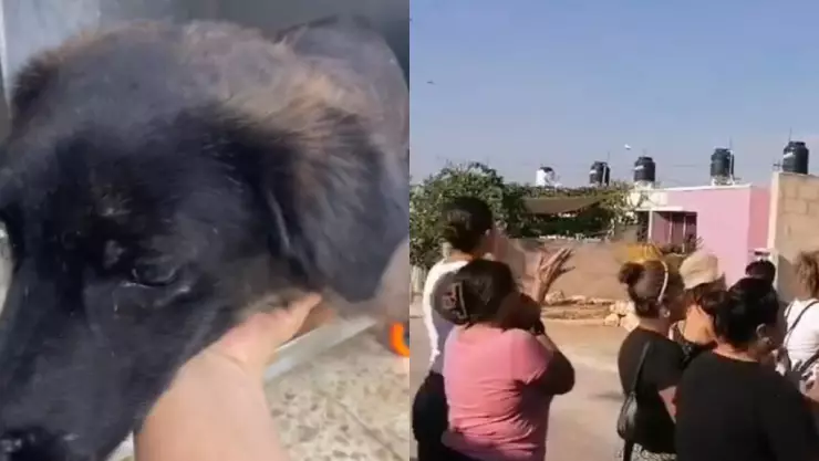 ¿Cuántos años de cárcel le podrían dar al presunto agresor del perrito _Negrito_