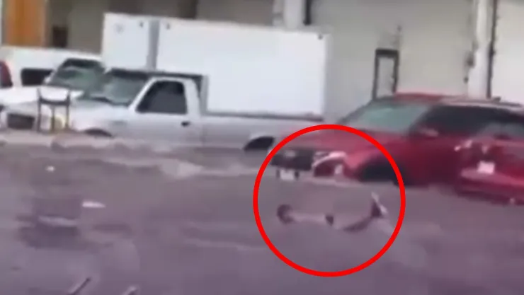 VIDEO | ¡A mal tiempo, buena cara! Clavados y chapuzones en el Mercado de Abastos de Guadalajara tras inundaciones en el AMG