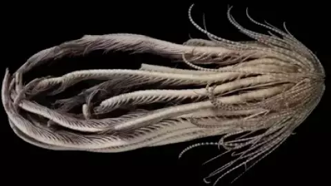 FOTOS_ Descubren criatura marina de 20 brazos en la Antártida