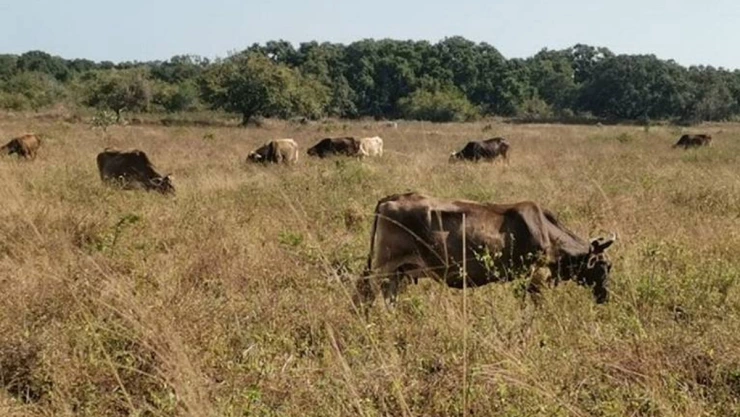 Sequía arrasa con municipios de Veracruz