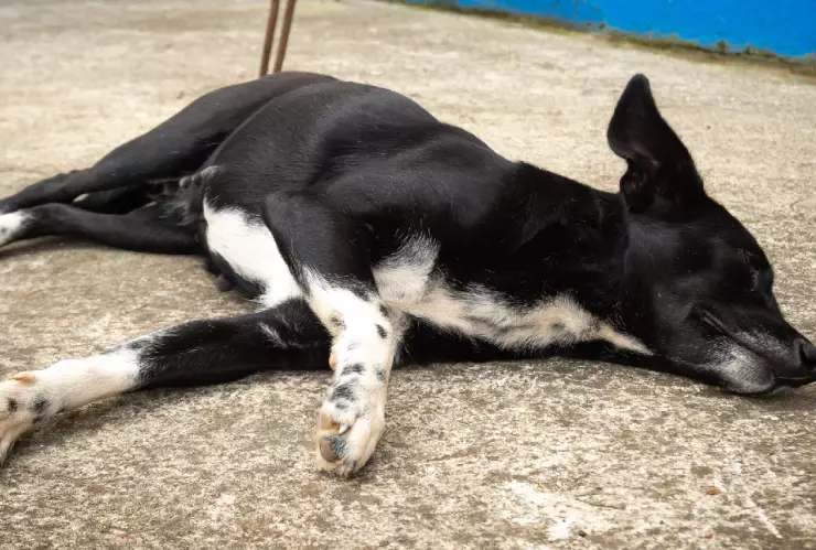 Un trabajador de la CFE golpeó a perrito en calles de Puebla; en redes piden castigo.