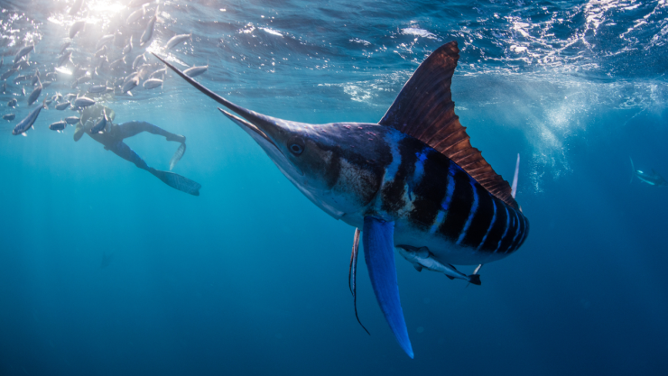 Mujer nadaba en el mar, cuando un pez aguja la atacó: cómo identificarlo