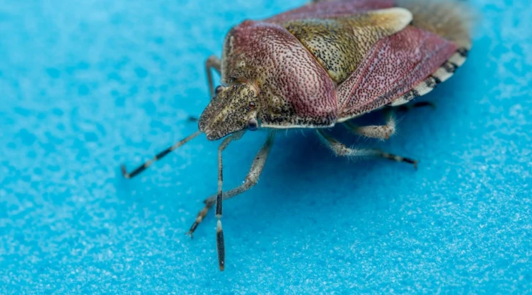 Diferencias entre chinche besucona y chinche de cama: Qué es la enfermedad de Chagas y cómo prevenir la picadura