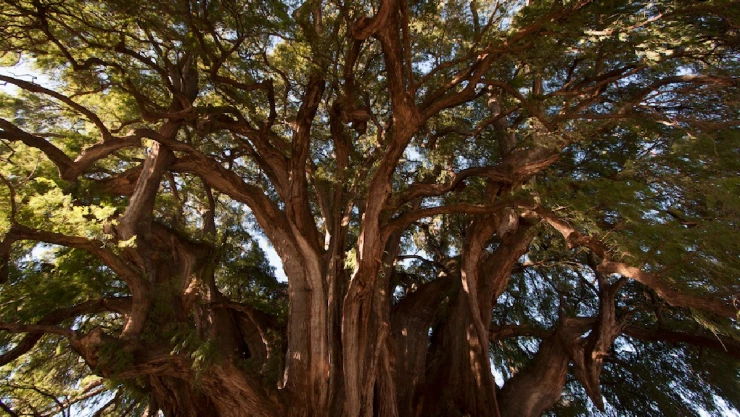 ahuehuete datos curisoso árbol