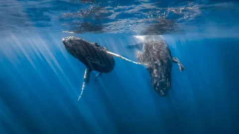 Cient&iacute;ficos descubren nuevo canto de ballenas con ayuda de la IA