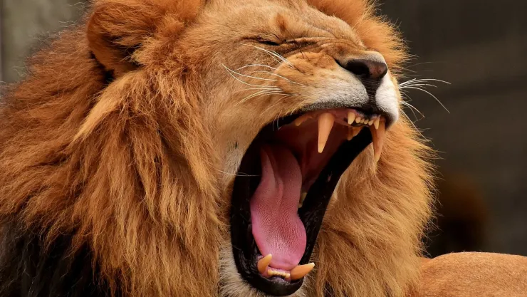 leones atacaron