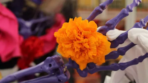 dónde queda calaverandia.jpg