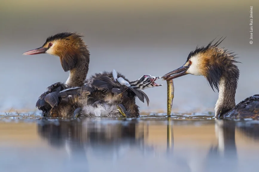 Hasta el pecho en el agua, José Luis rodó este momento íntimo con una familia de somormujos. Cuando uno de los padres salió con las plumas húmedas y un pez, José Luis tuvo suerte de que ni un soplo de viento agitara el agua. Un pollito de cabeza rayada se estiró fuera de su santuario, con el pico abierto, para reclamar la sabrosa comida.
