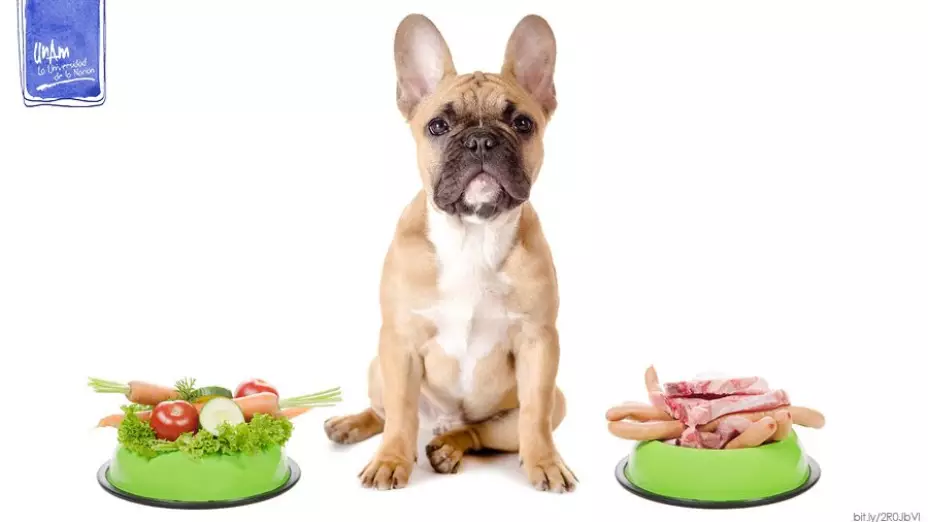 Alimenta y cuida a tu perro con una dieta adecuada