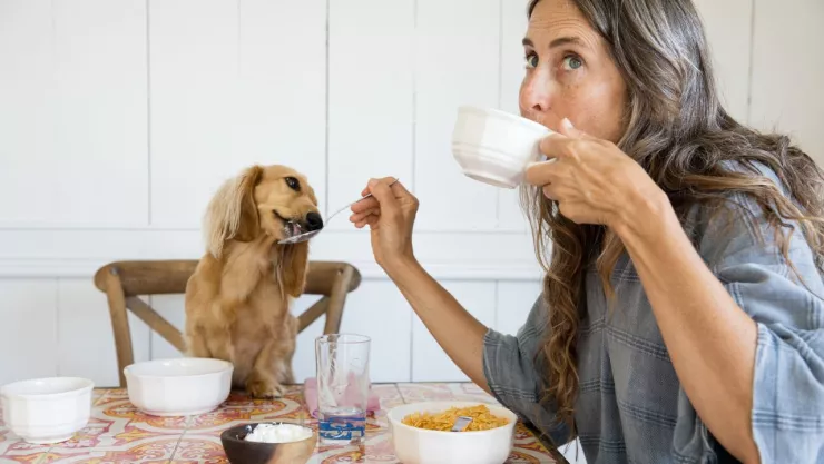 Alimentos sanos para mascotas que puedes darles