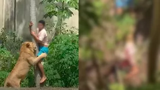 Revelan nuevo video del ataque de una leona contra un hombre en zoológico de Brasil