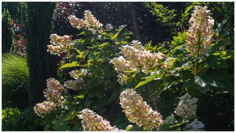 Hortensia de hoja de roble