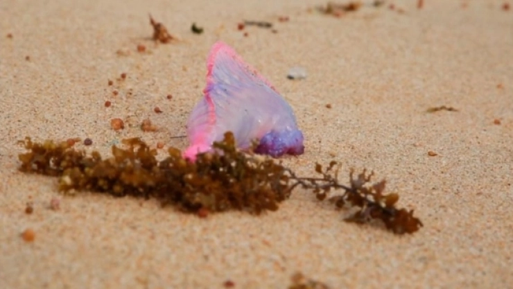 Las playas de Yucatán están en alerta por la presencia de carabelas portuguesas.