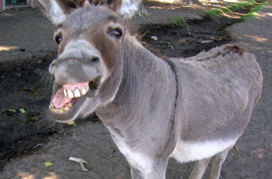 En Sonora hay un impuesto de 100 pesos por tener un burro