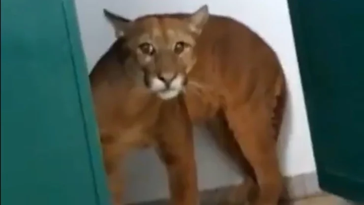 Puma en baño de escuela