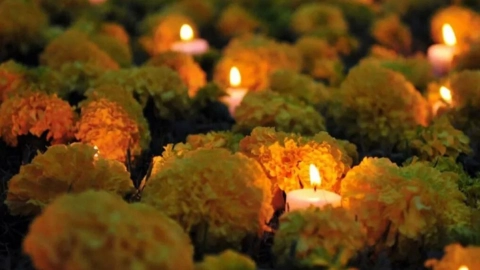 flor-de-cempasuchil-usos-dia-de-muertos