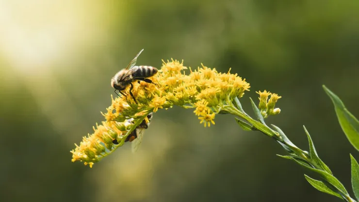Qué significa que tu jardín se llene de abejas en el verano