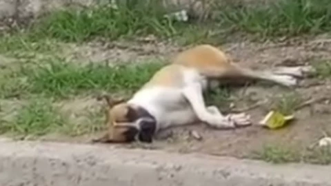 VIDEO - Hombre mata a perro por atacar brutalmente a su esposa e hija