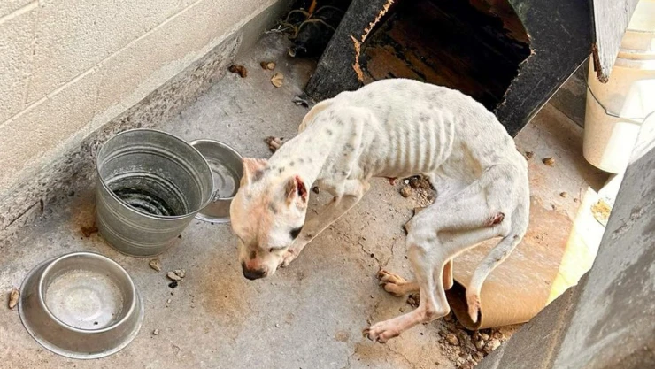 Perrita abandonada.jpg