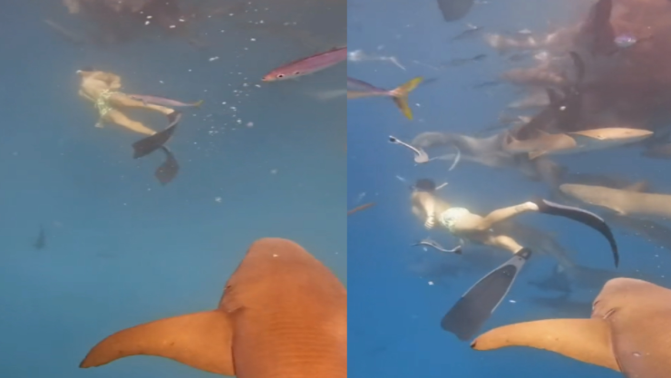 Influencer atacado por tiburón