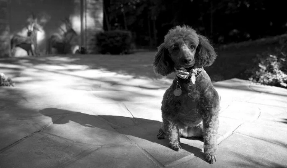 Un canino de la raza french poodle ingresó al patio de un hombre para defecar, lo que motivó que éste le dispara con un rifle calibre 22
