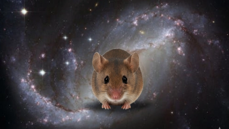 Roscosmos finaliza misión Bion-M 2: estudio de la vida en condiciones cósmicas y sus efectos ante la radiación