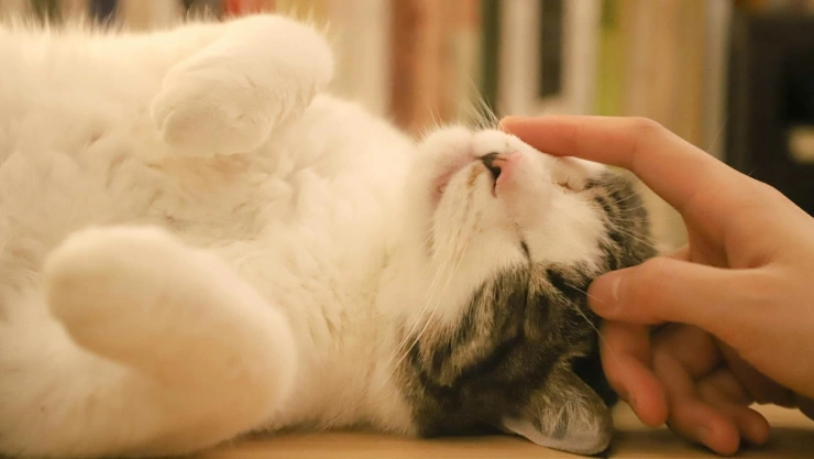 Mujer en suiza enfrenta juicio por alimentar al gato de su vecino.jpg