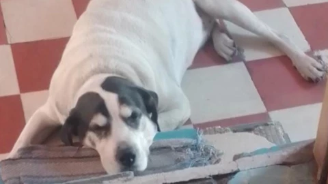 VIDEO: Despiden a Max, perrito baleado por un militar, con mariachis