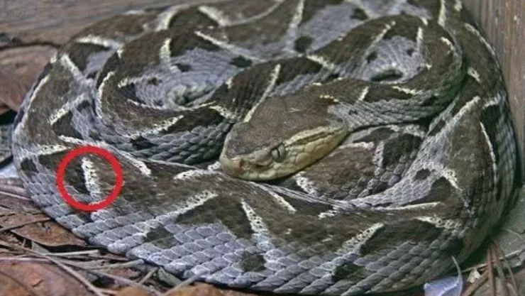 La serpiente más venenosa de Chiapas: La Nauyaca
