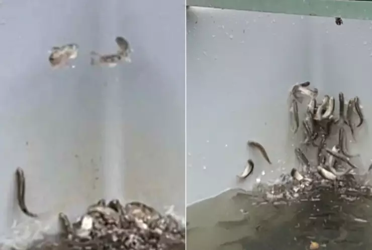 salmones_cocaina_alemania