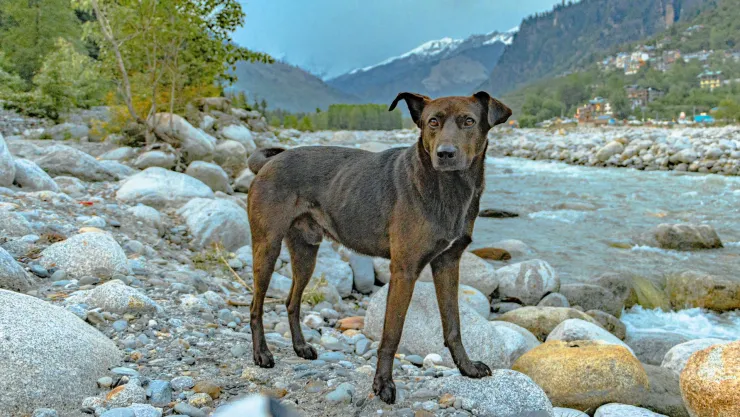 ¿Cómo evitar que tu perro se obsesione con las piedras? Los expertos hablan.