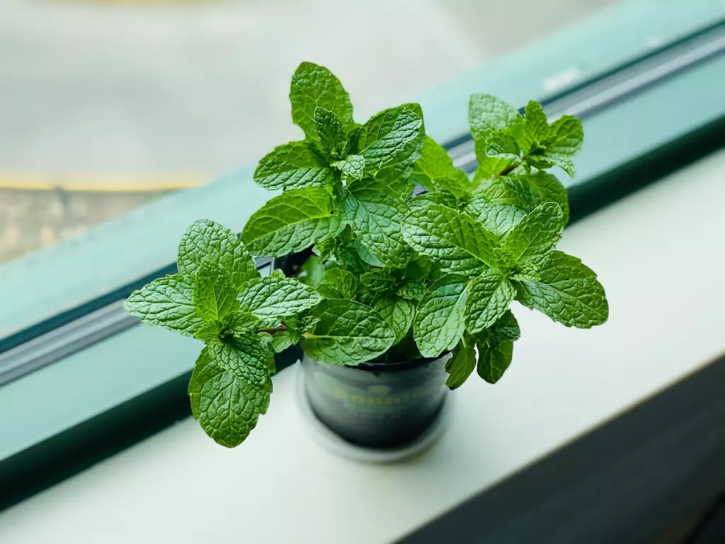 planta de menta