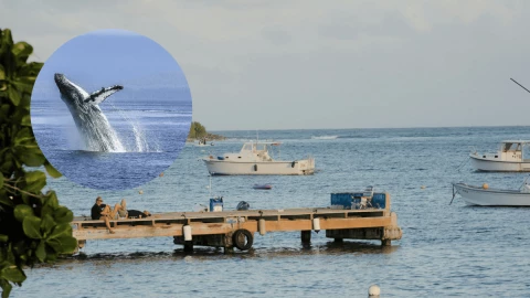 Las 2 playas de Jalisco donde puedes encontrar ballenas, según la IA.png