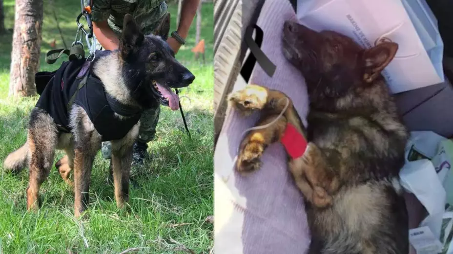 Muere perro rescatista mexicano, Proteo