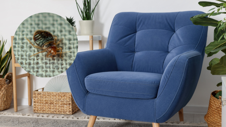 Cómo eliminar las chinches de mi sillón 4 ideas que sí funcionan según los expertos.png
