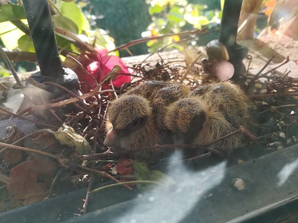 Pichones de torcaza
