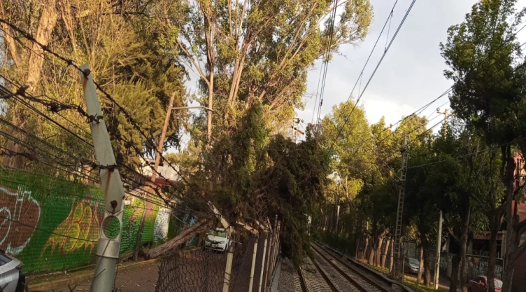 ¡Alerta en el Tren Ligero! Caída de árbol afecta el servicio; conoce la zona afectada.jpg