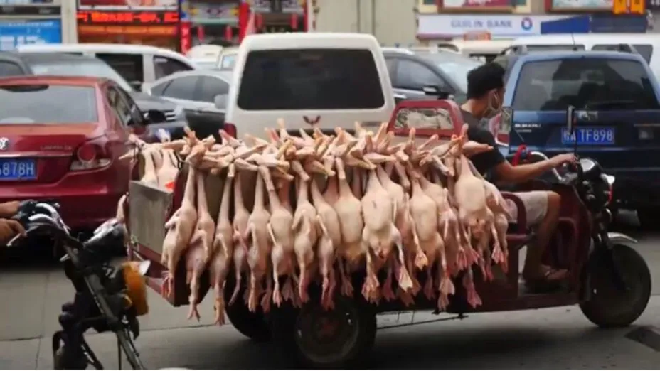 Mercados húmedos_Igualdad Animal.jpeg
