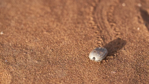Esto sabemos de los dos niños que MURIERON por picadura de garrapata