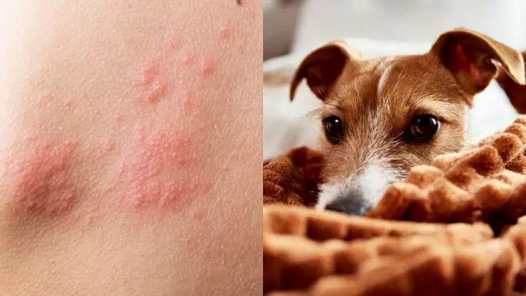 Confirman primer caso de viruela del mono en un perro; así se contagió