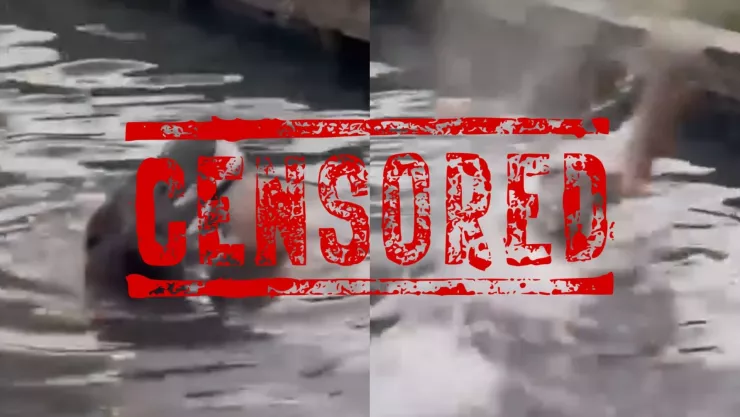 VIDEO SENSIBLE | L0mito es devorado por un cocodrilo en Tamaulipas