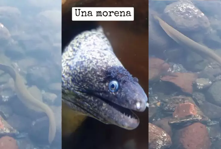 Pez morena en Veracruz