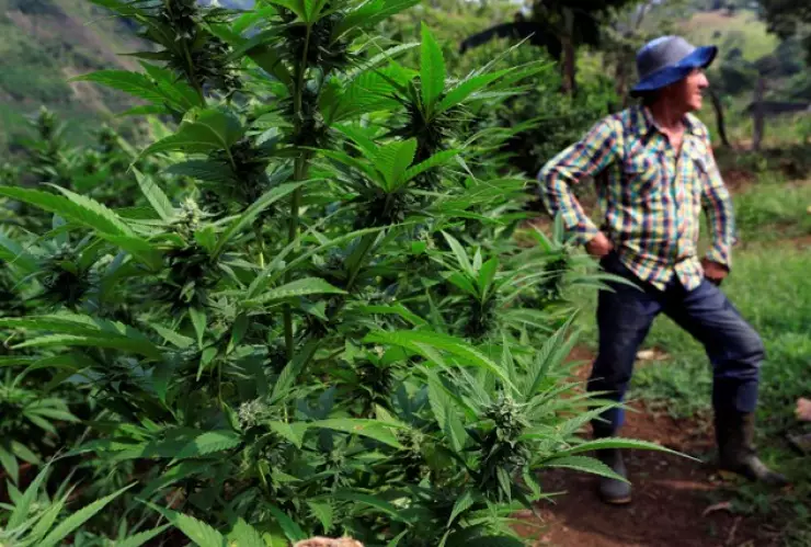 CEPAL pide legalizar las drogas