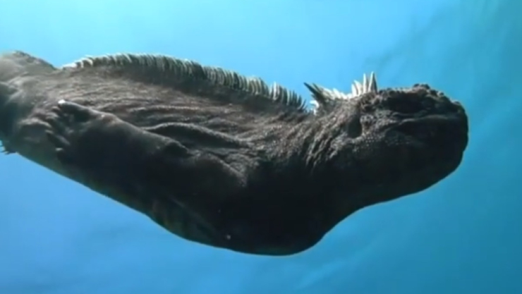 Fotógrafo captura nadando a un “mini godzilla” en las Islas Galápagos
