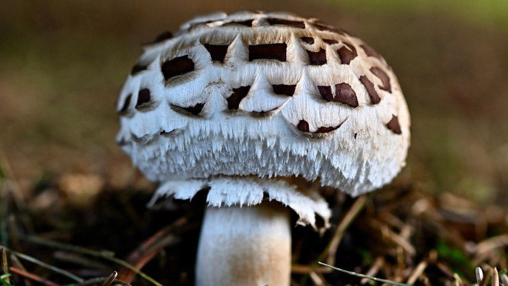 Fotografía de hongo silvestre.