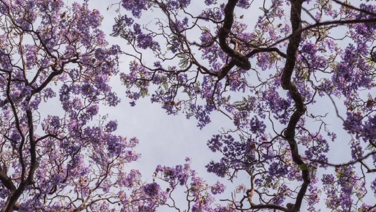 dónde ver jacarandas en Puebla