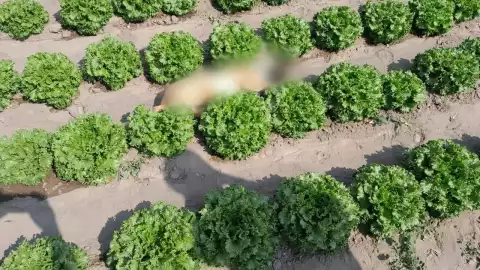 perritos envenenados San Buenaventura Tecaltzingo