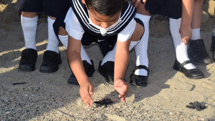 liberacion de tortugas