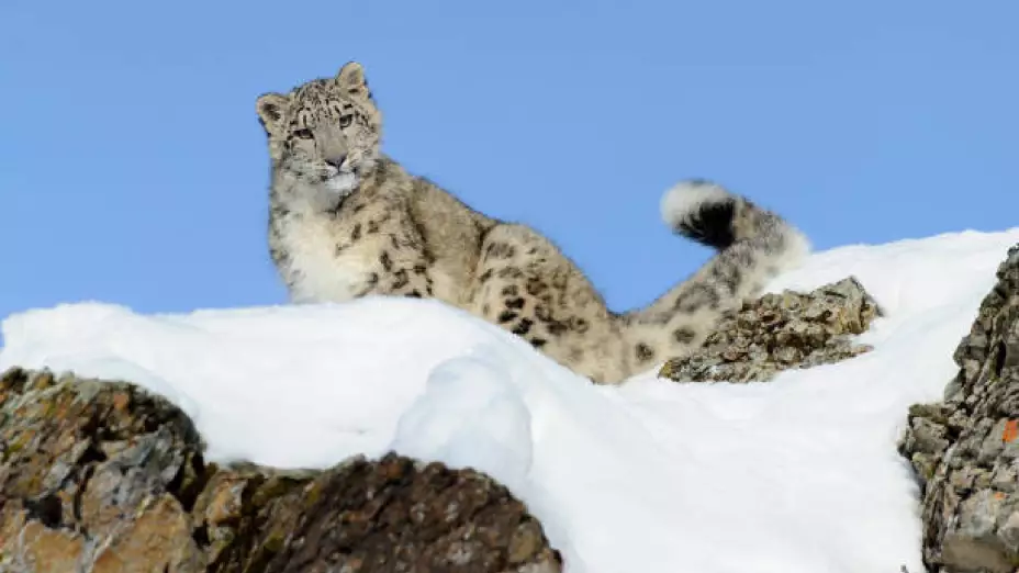 Leopardo de las nieves